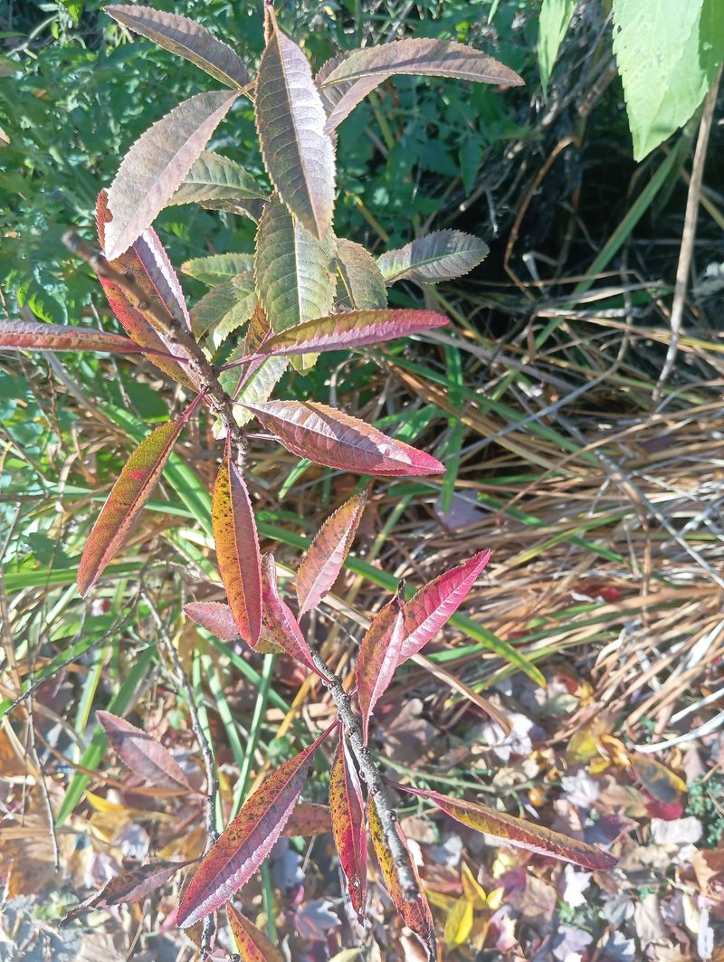 Prunus tenella